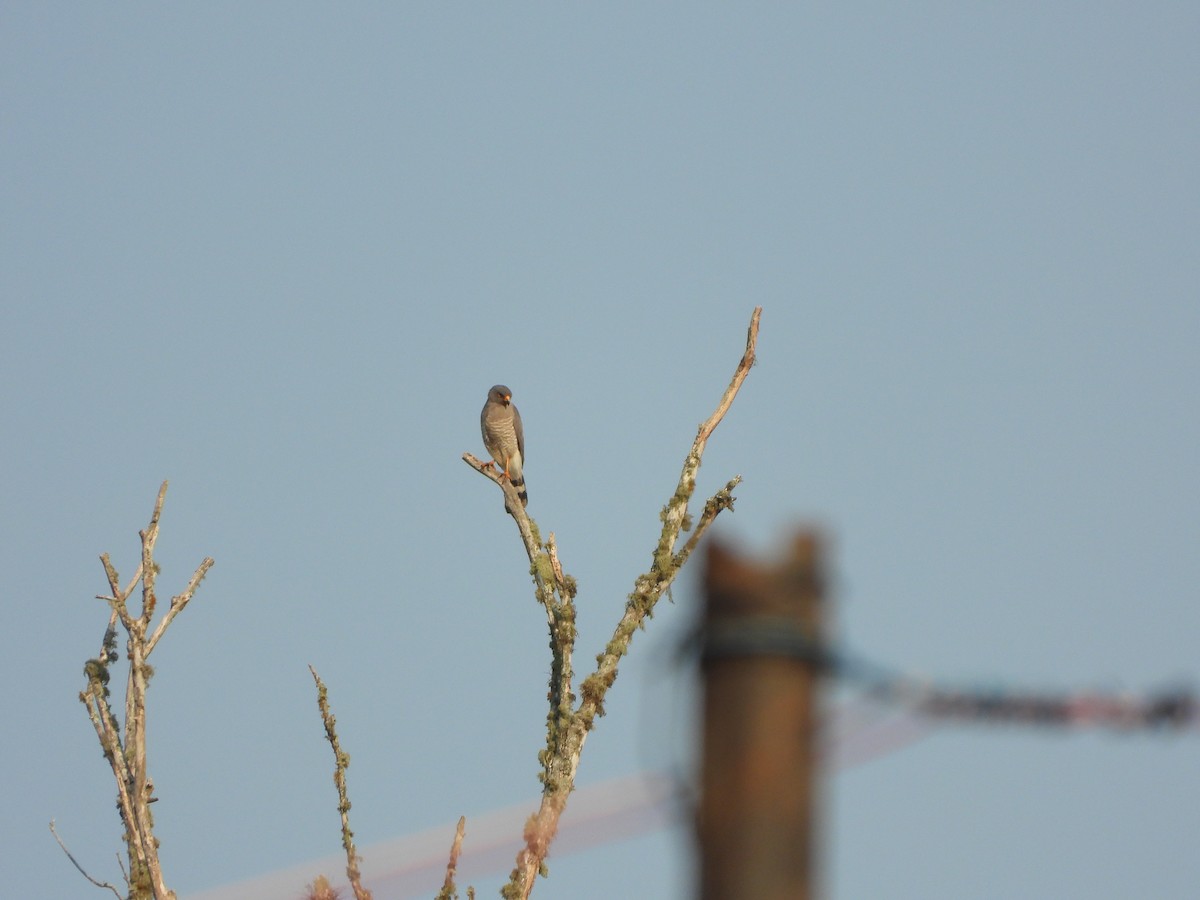 Roadside Hawk - ML617575563