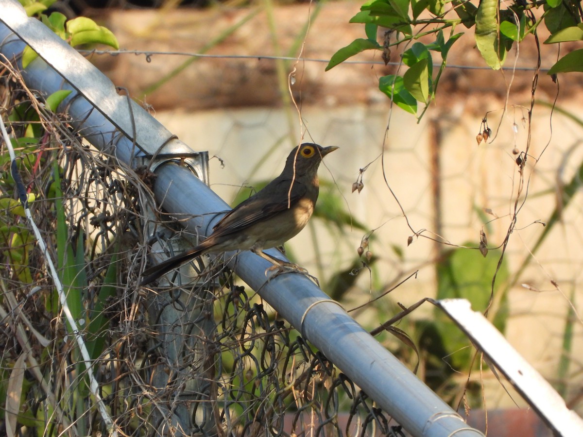Spectacled Thrush - ML617575580