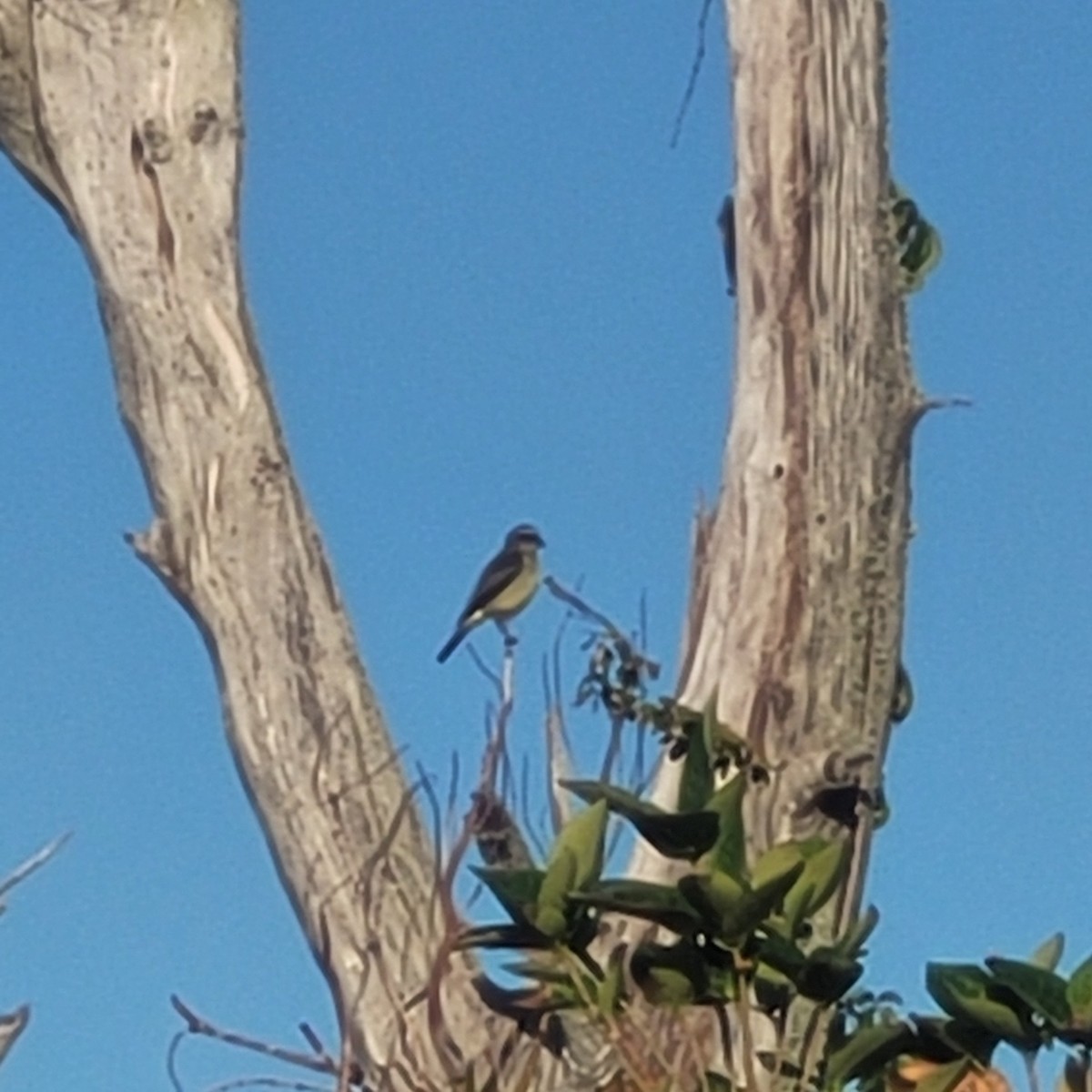 Piratic Flycatcher - ML617575601