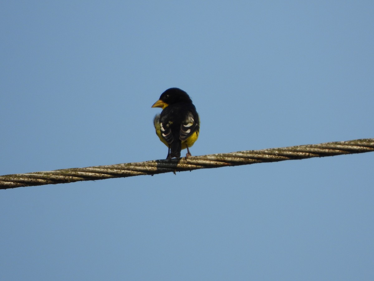 Lesser Goldfinch - ML617575632