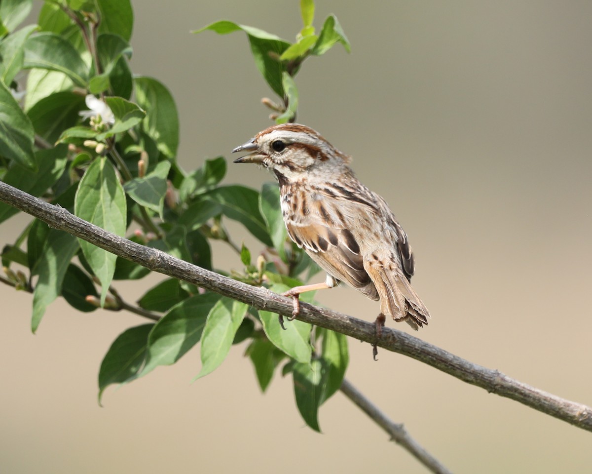 Song Sparrow - ML617575664