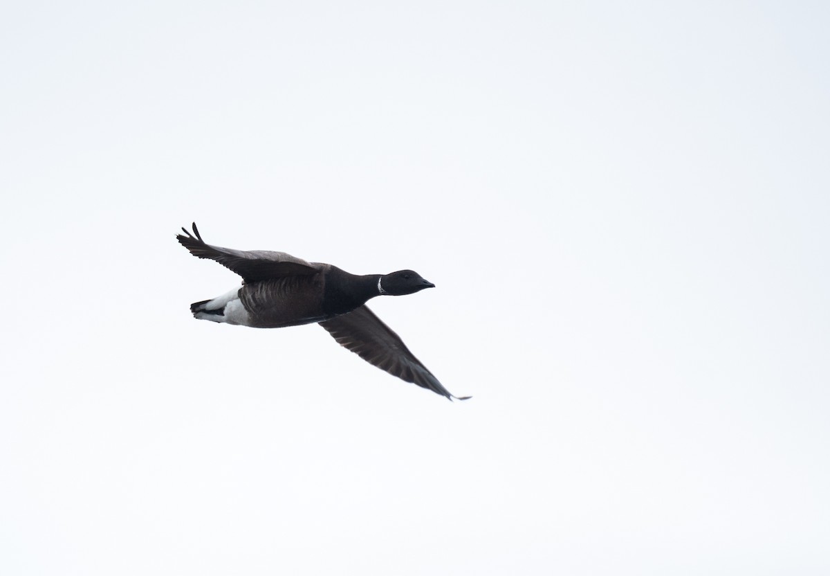 Brant (Dark-bellied) - ML617575667