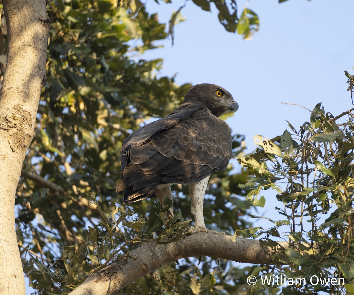 Martial Eagle - ML617575697