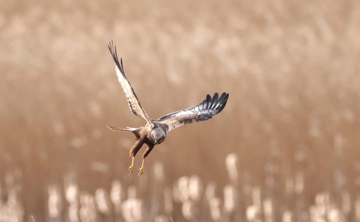 Western Marsh Harrier - ML617575726