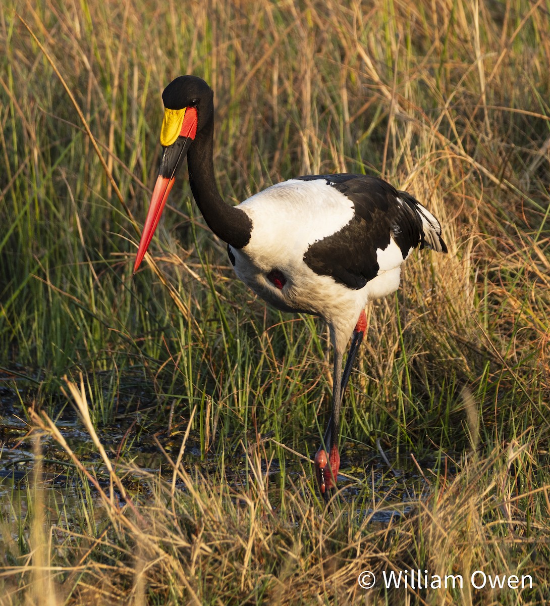 Saddle-billed Stork - ML617575744