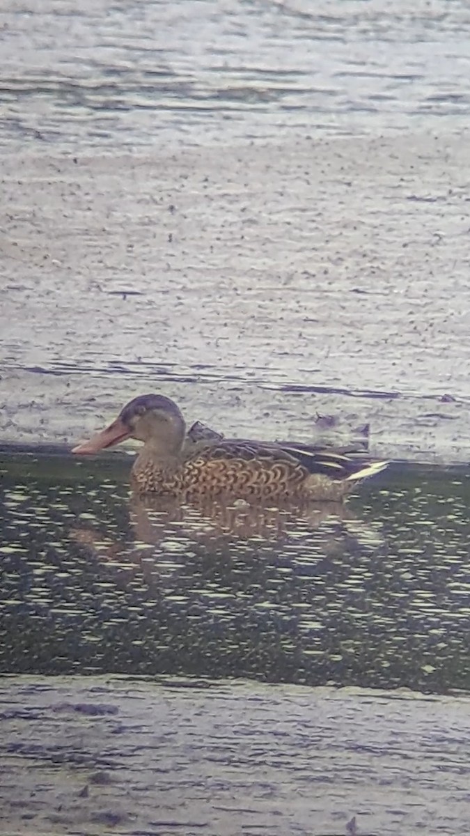 Northern Shoveler - ML617575753