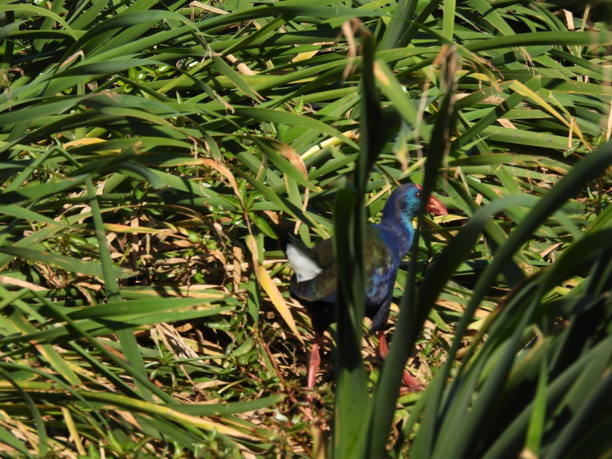 African Swamphen - James Schofield