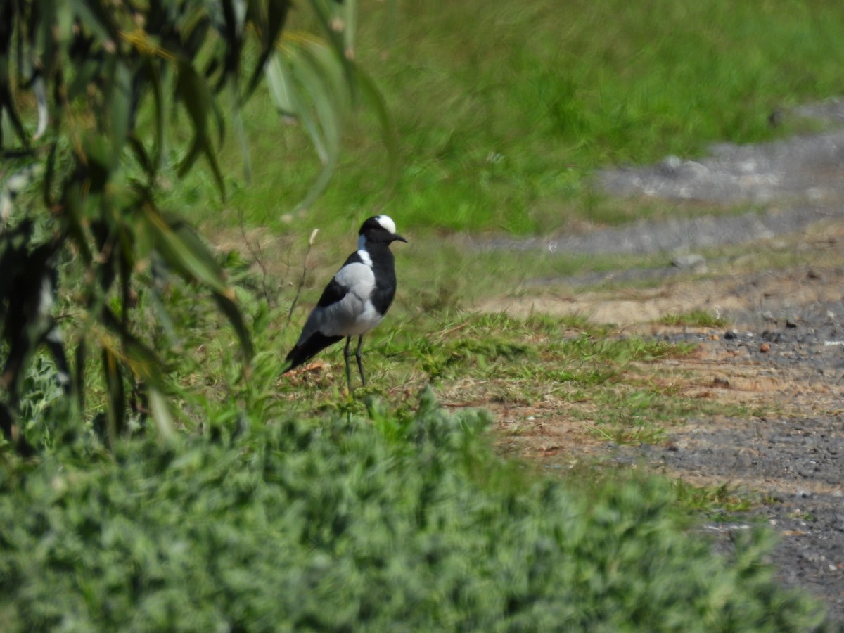 Blacksmith Lapwing - James Schofield