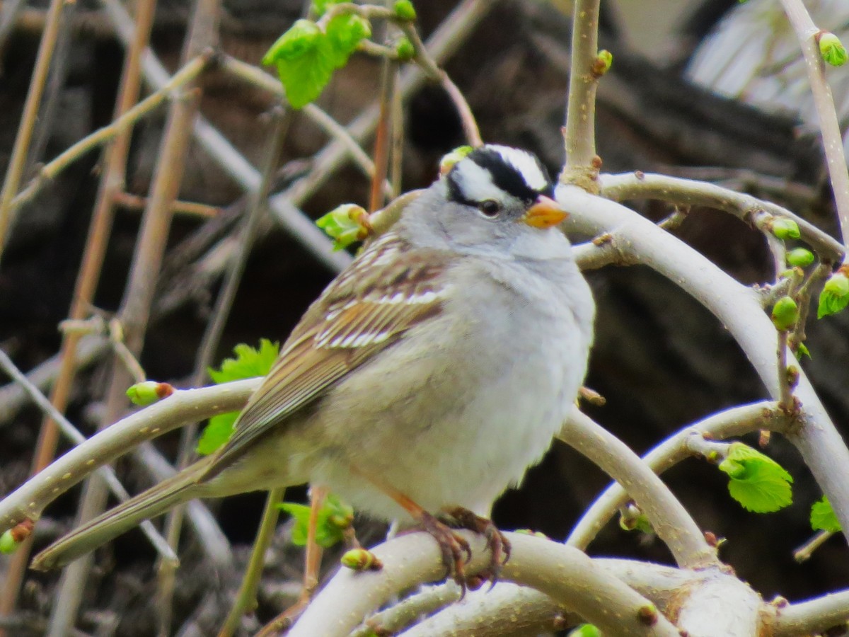 Bruant à couronne blanche - ML617575852