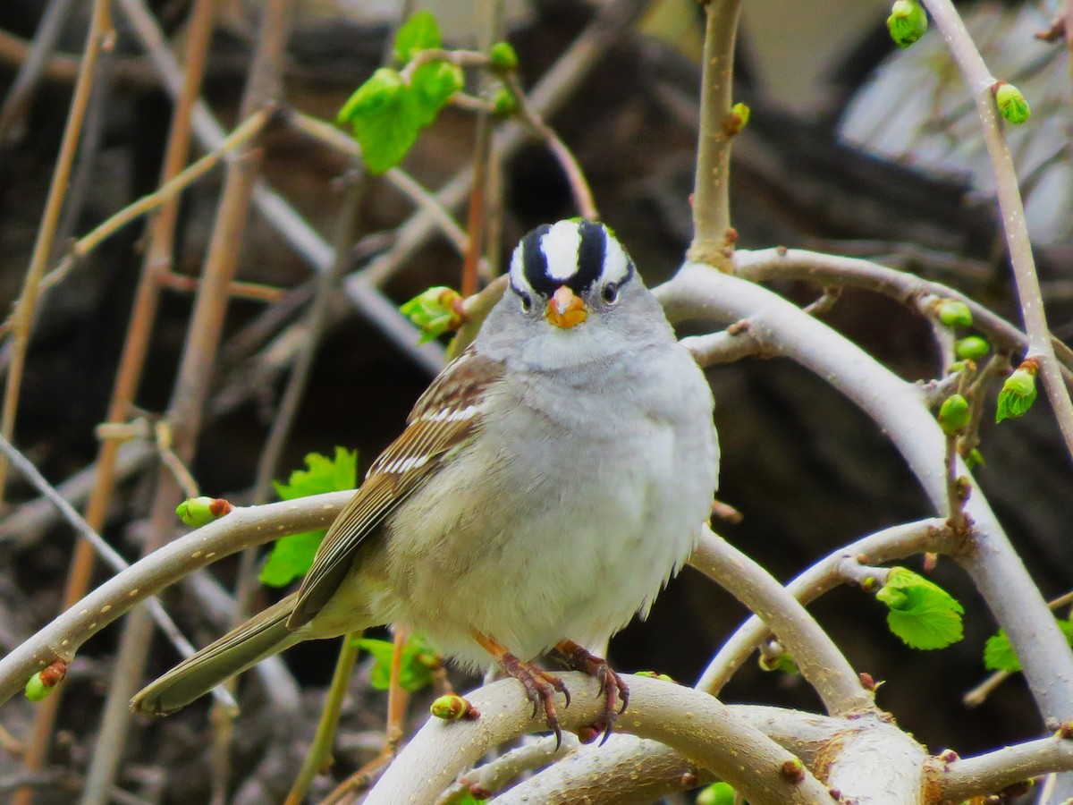 Bruant à couronne blanche - ML617575853