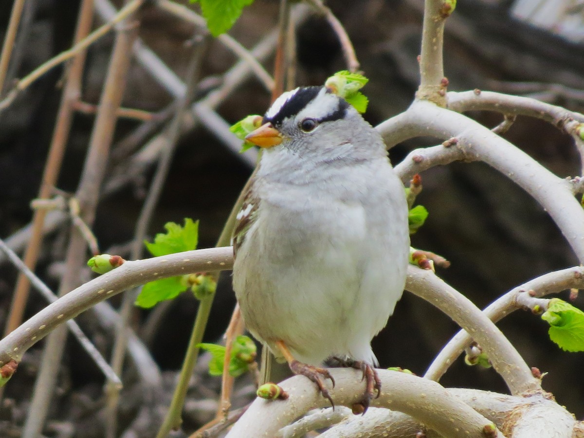 Bruant à couronne blanche - ML617575854