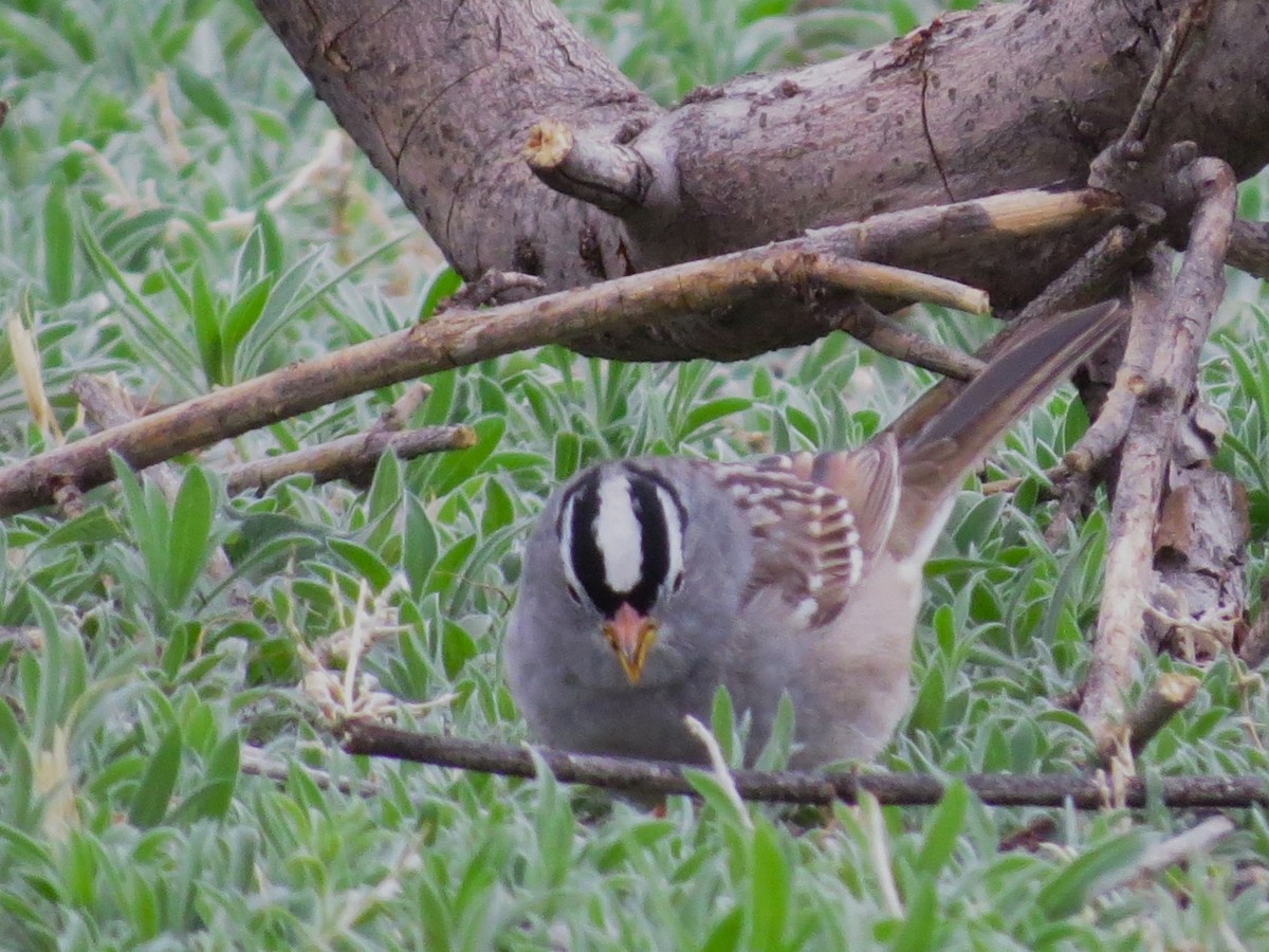 White-crowned Sparrow - Evan Carlson