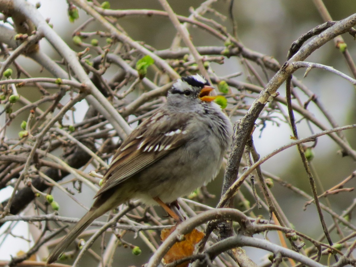 Bruant à couronne blanche - ML617575857