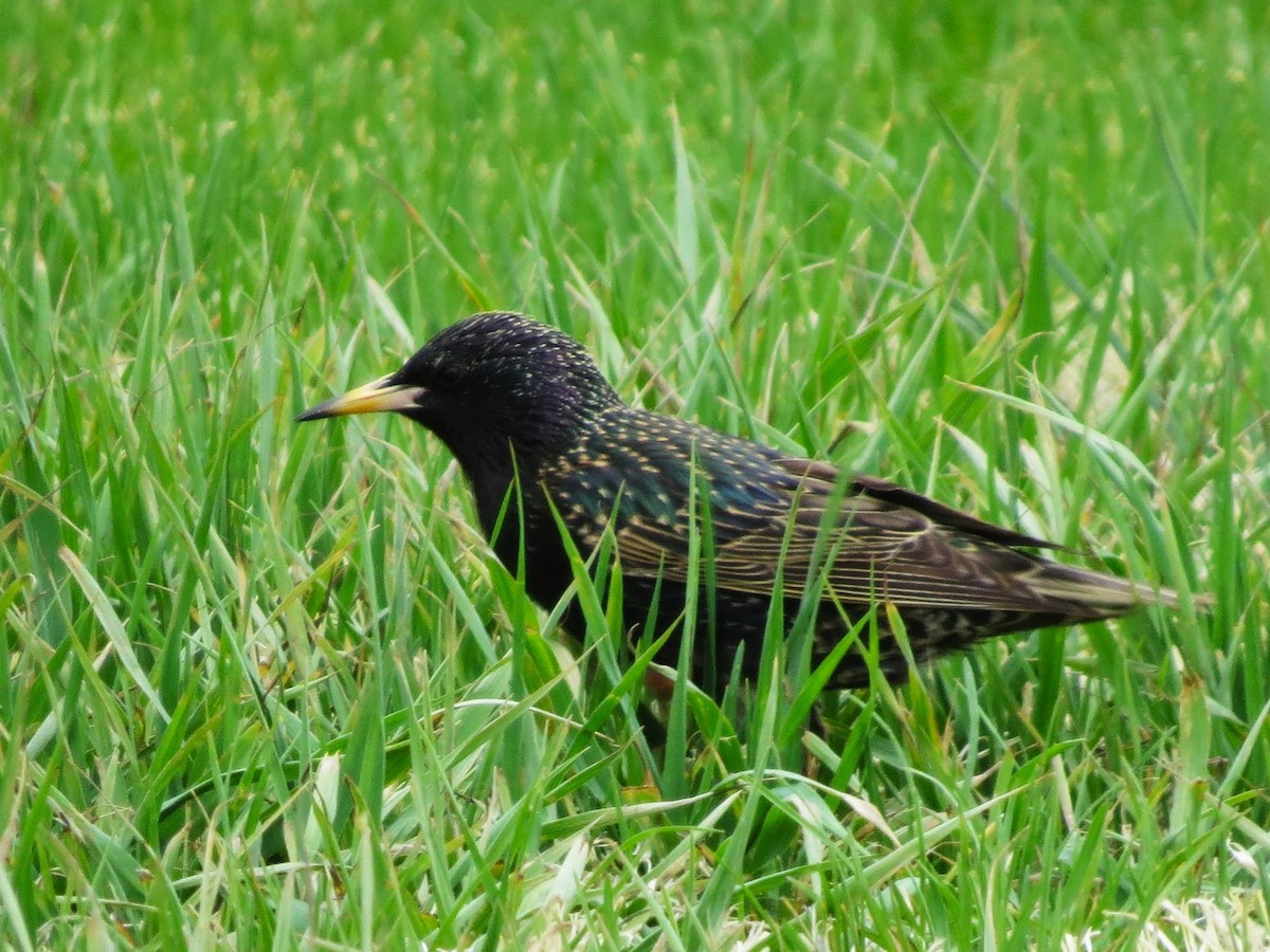 European Starling - ML617575862