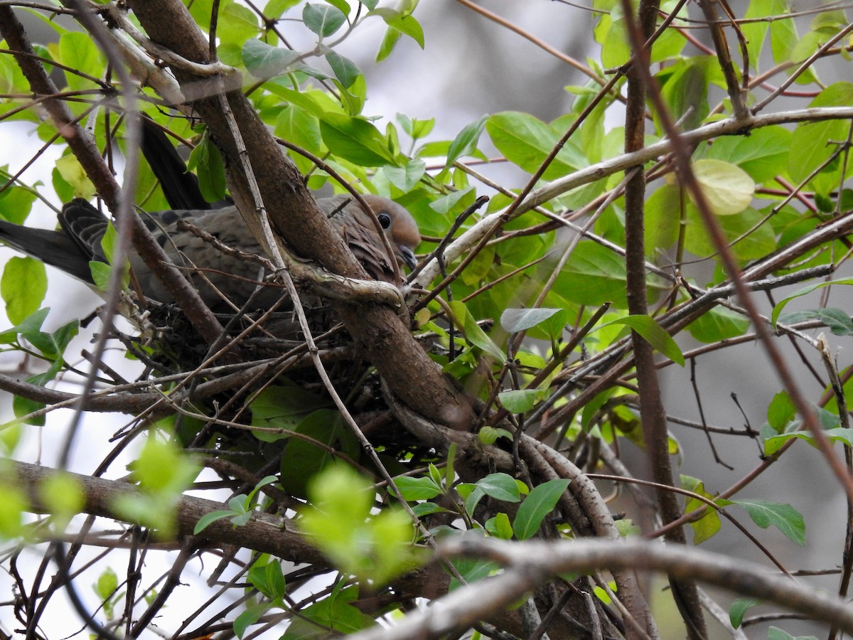 Mourning Dove - ML617575865