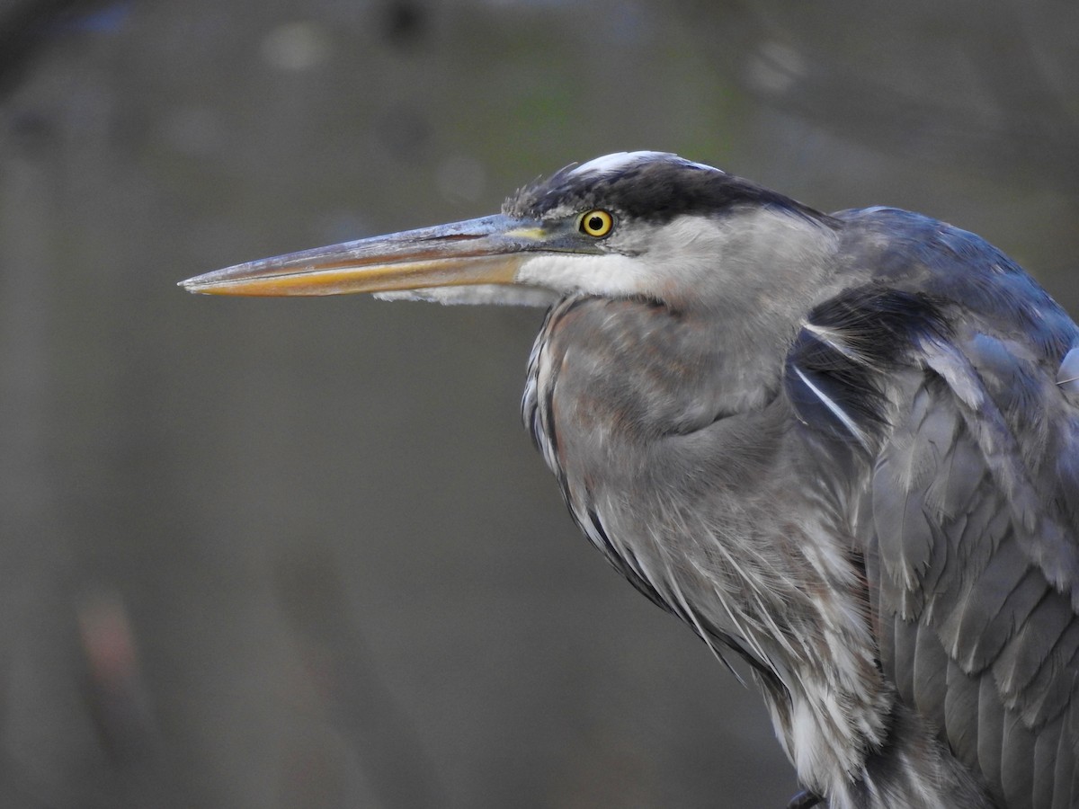 Great Blue Heron - ML617575876