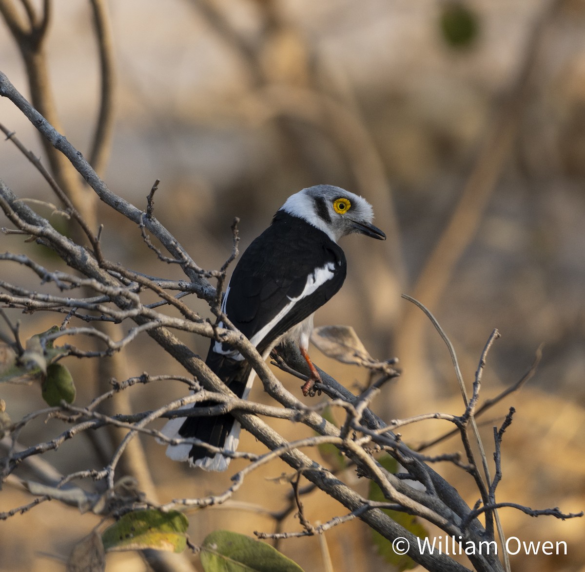 White Helmetshrike - ML617575890