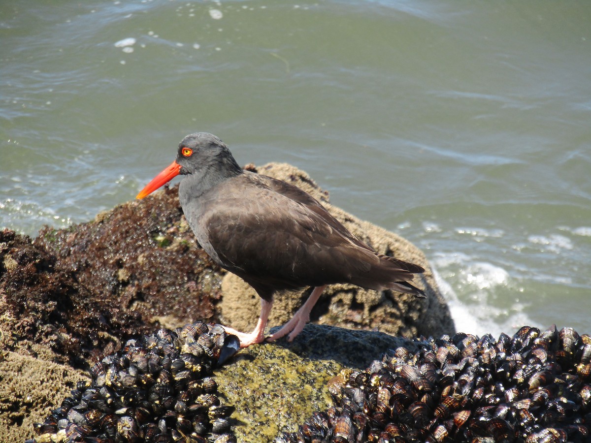 Black Oystercatcher - ML617575903