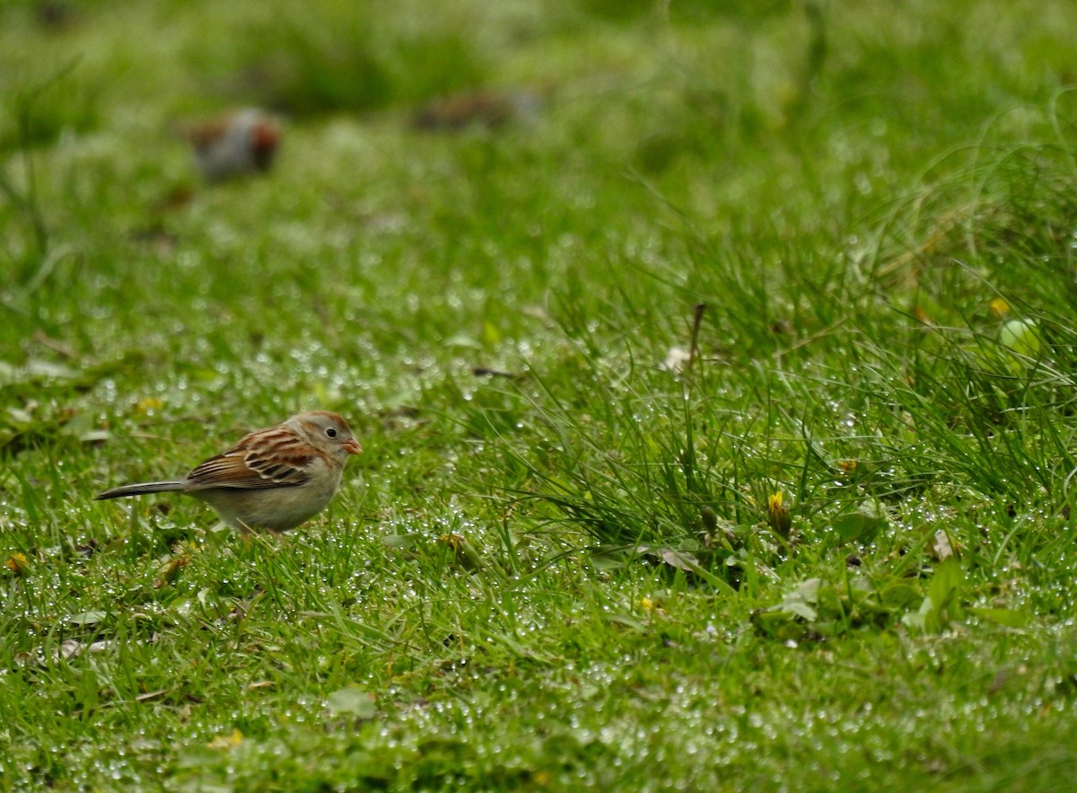 Field Sparrow - ML617575945