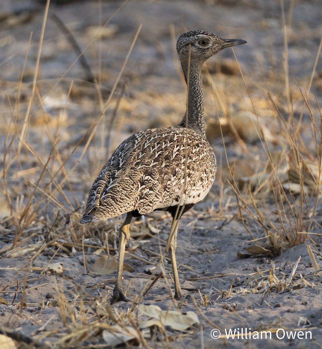 Red-crested Bustard - ML617575960