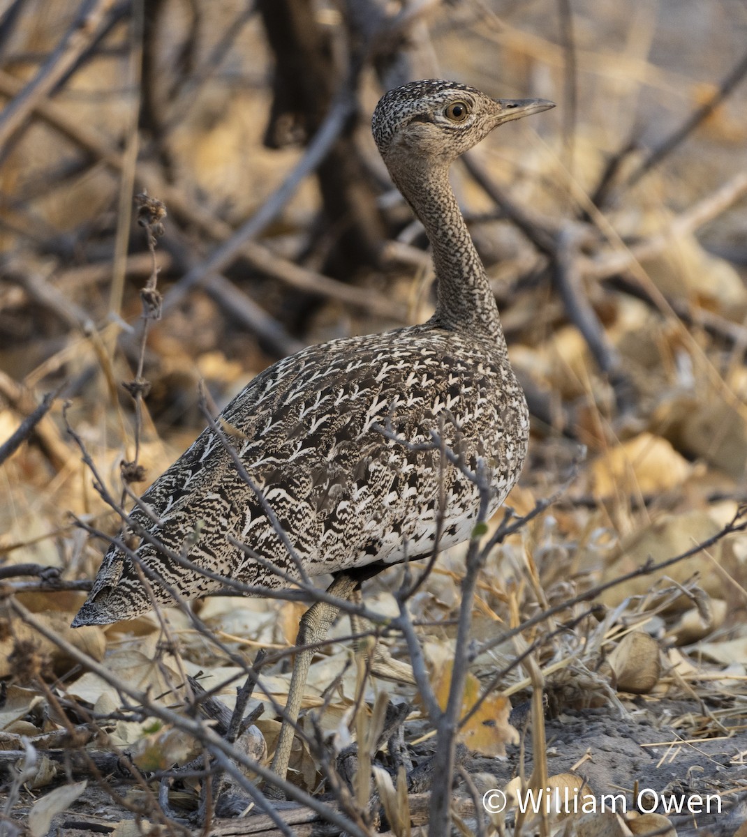 Red-crested Bustard - ML617575961