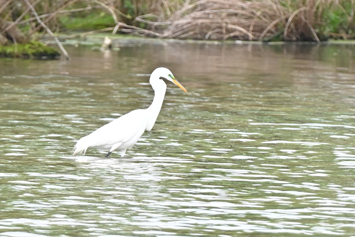 Great Egret - ML617575986