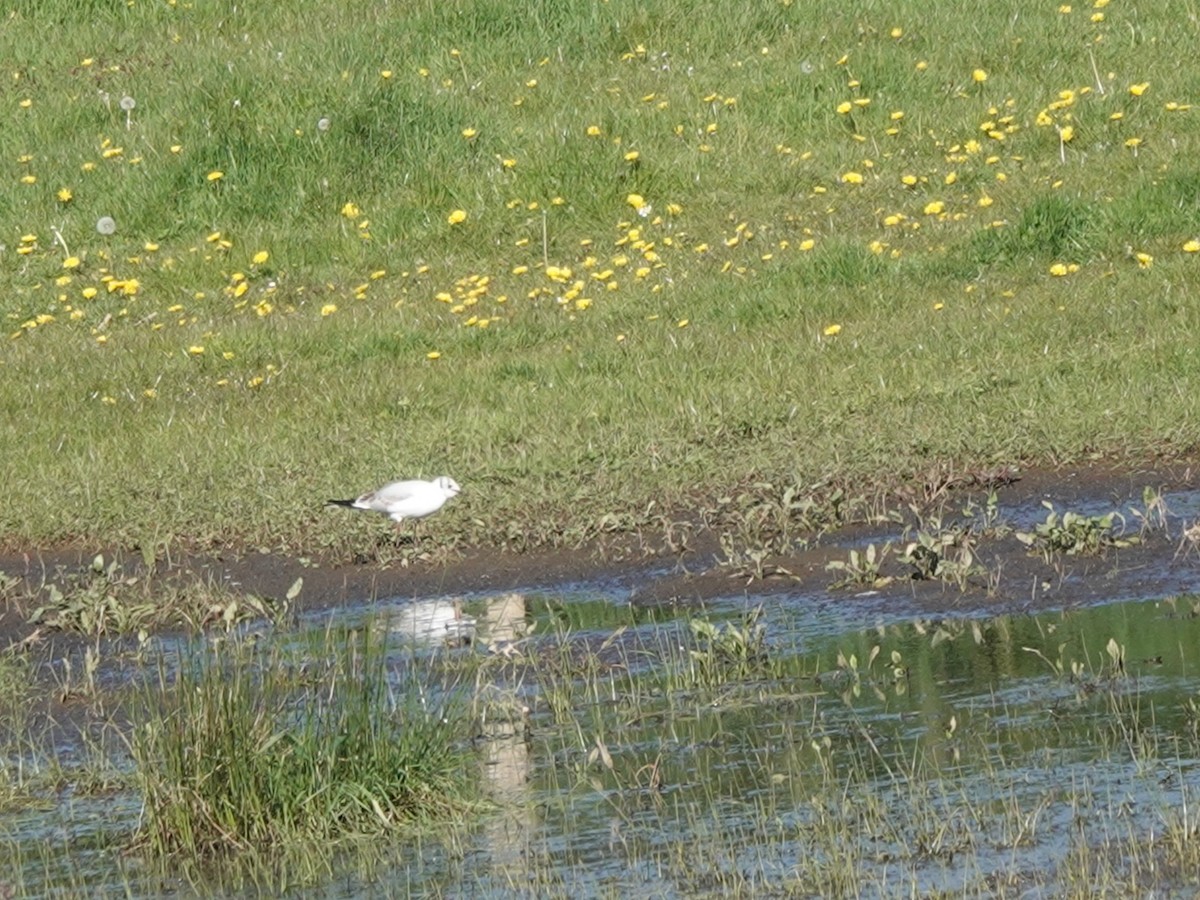 Mouette de Bonaparte - ML617576024