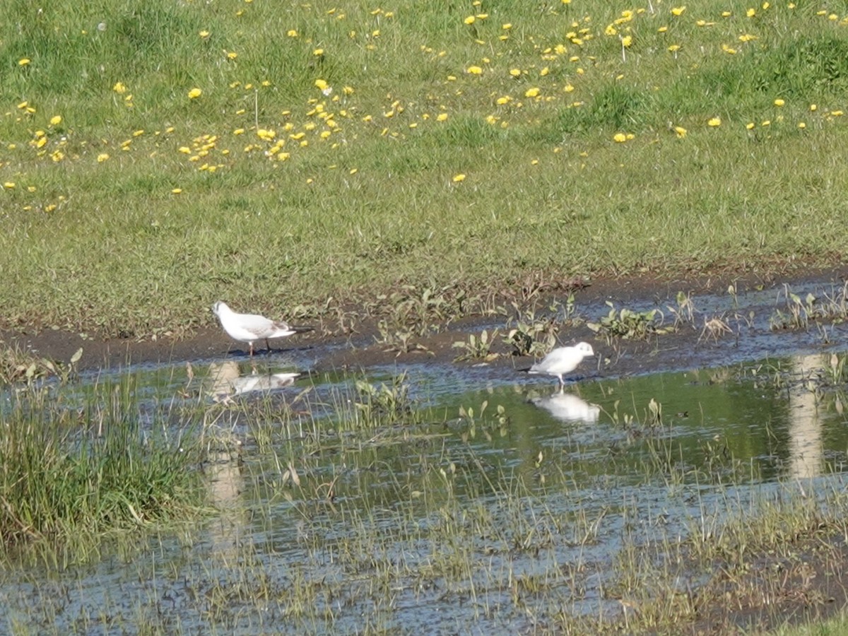 Mouette de Bonaparte - ML617576026