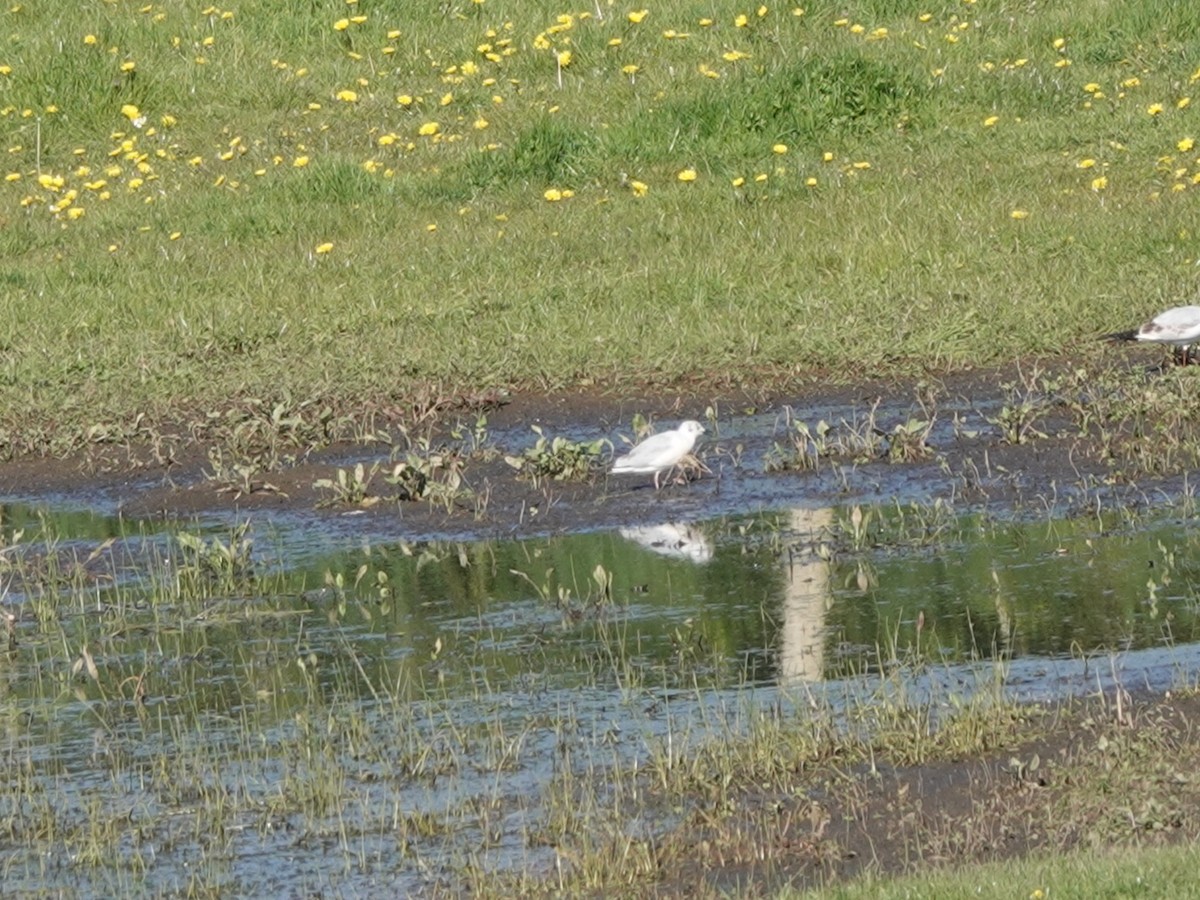 Bonaparte's Gull - ML617576027