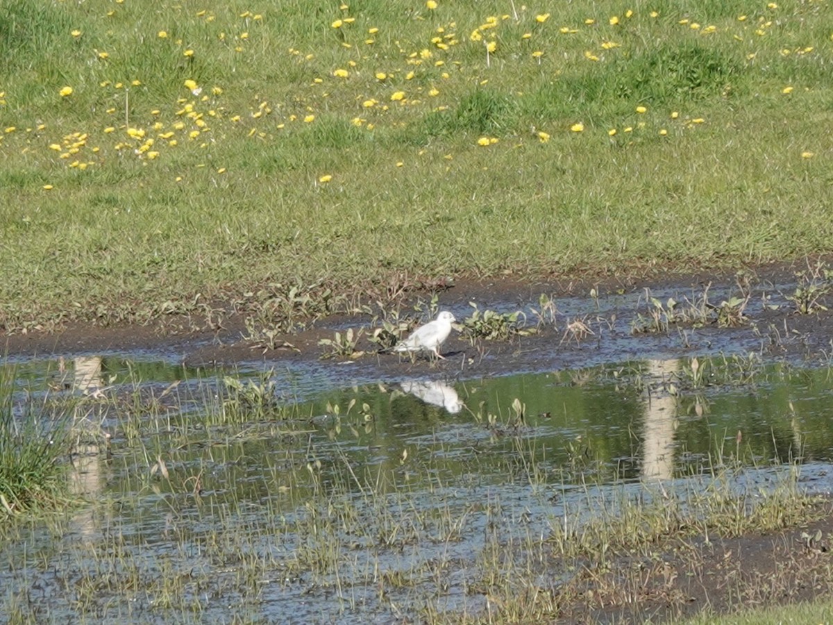 Mouette de Bonaparte - ML617576028