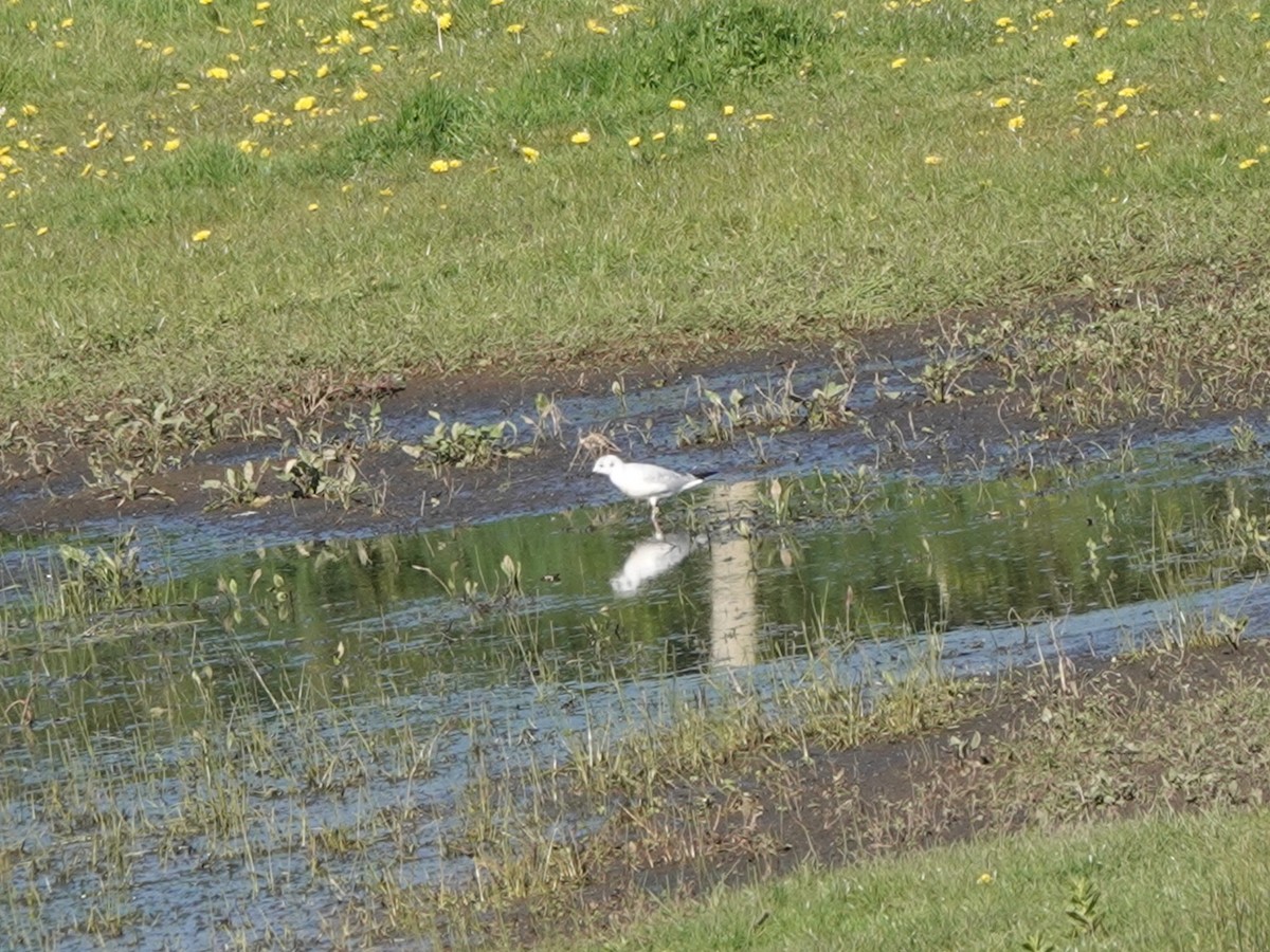 Mouette de Bonaparte - ML617576029