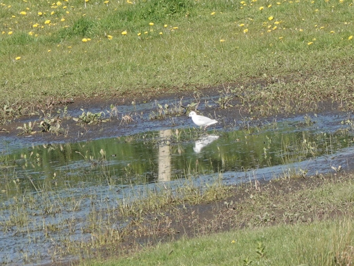 Bonaparte's Gull - ML617576030