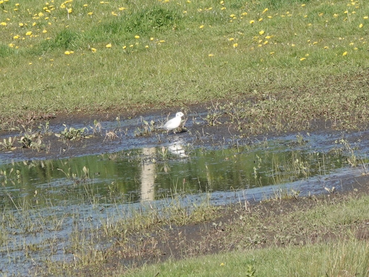 Bonaparte's Gull - ML617576031