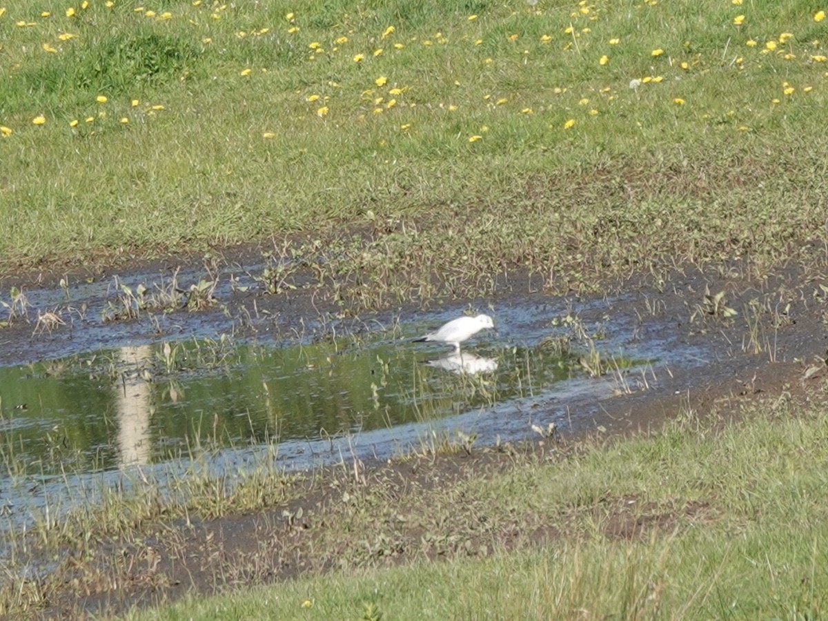 Bonaparte's Gull - ML617576032