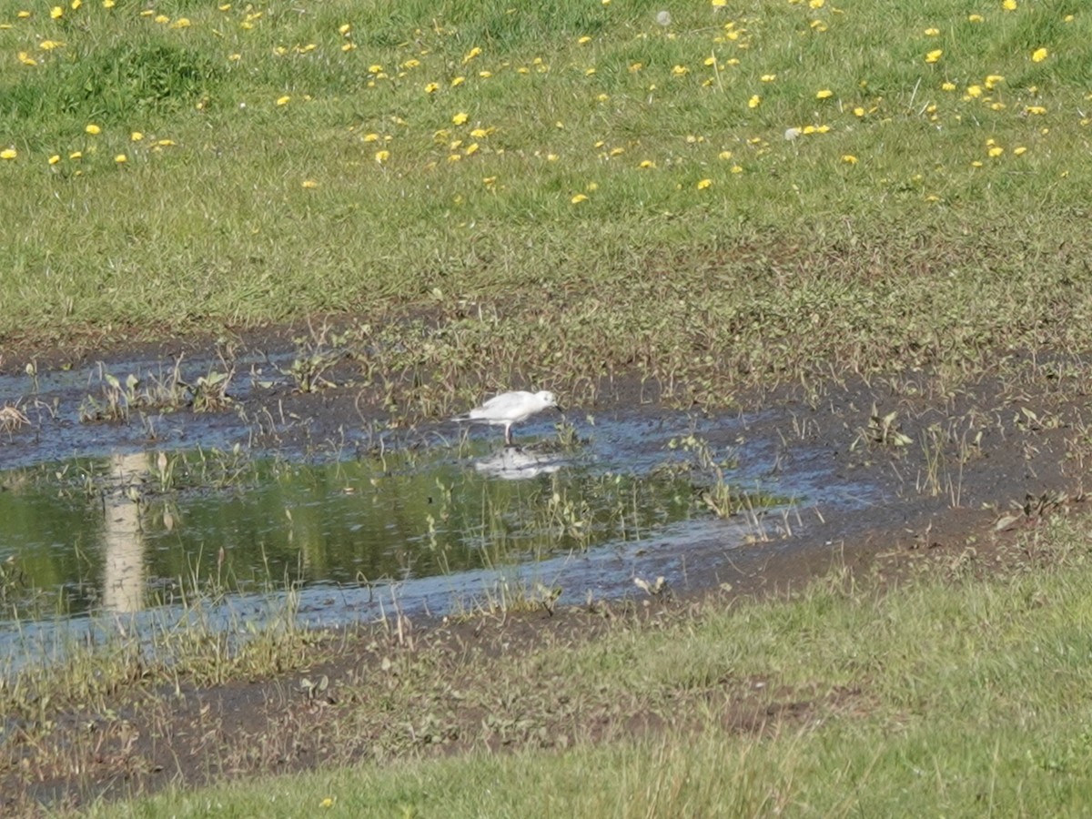 Bonaparte's Gull - ML617576033