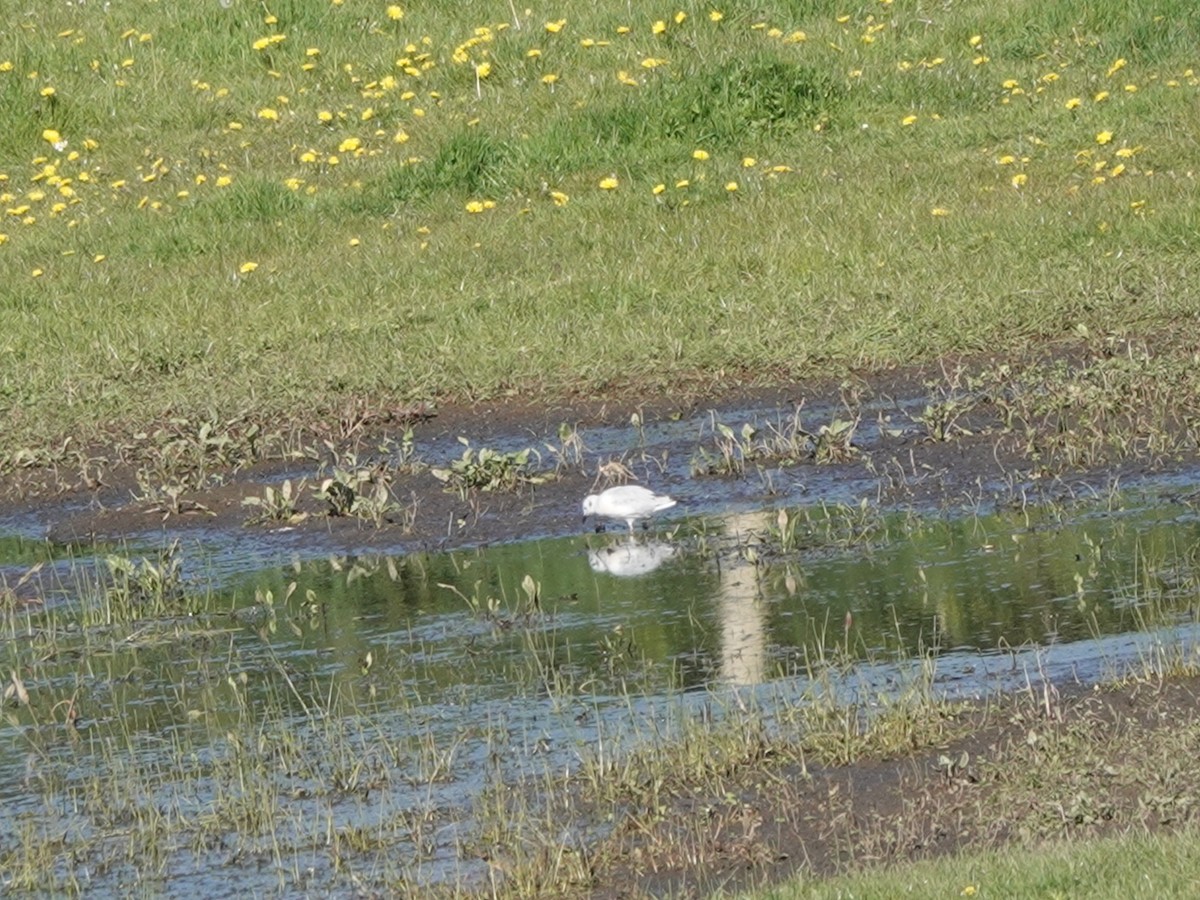 Mouette de Bonaparte - ML617576034