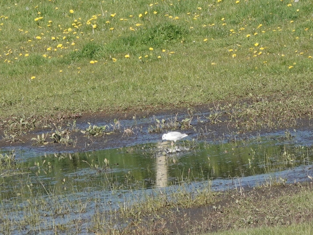 Bonaparte's Gull - ML617576035