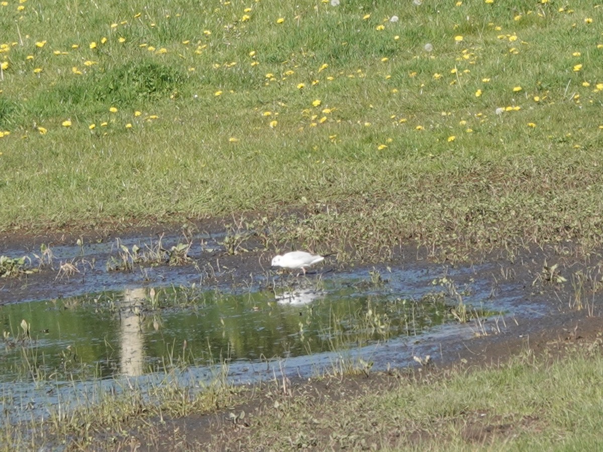 Bonaparte's Gull - ML617576036