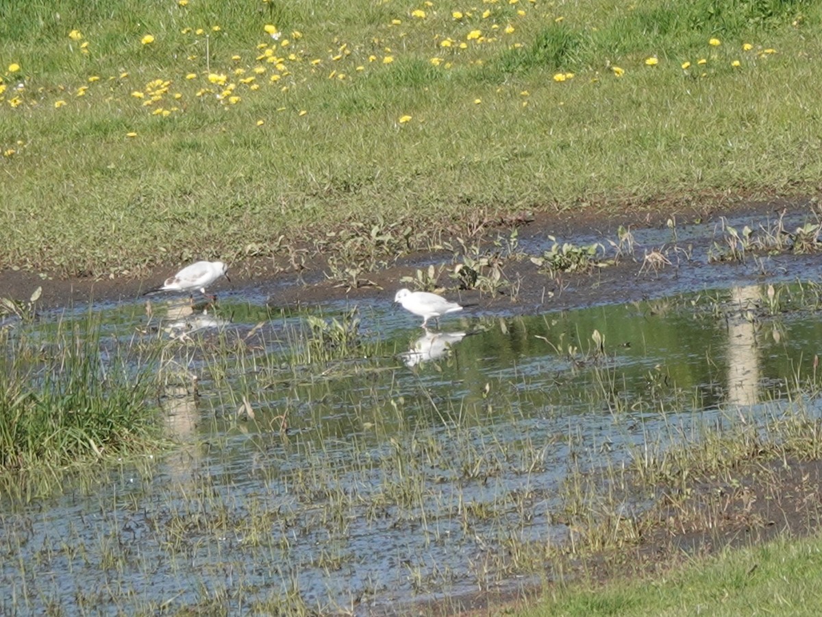 Mouette de Bonaparte - ML617576037