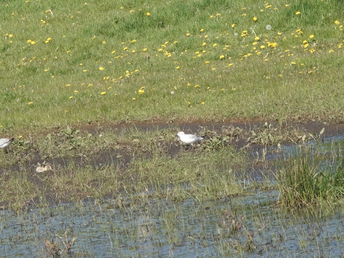 Mouette de Bonaparte - ML617576038