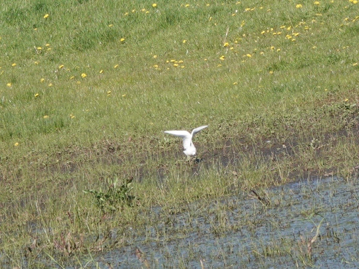 Mouette de Bonaparte - ML617576039