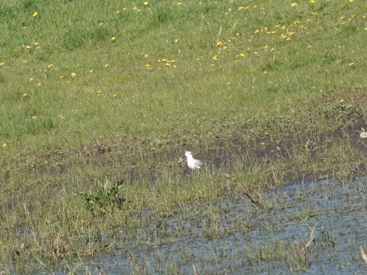 Mouette de Bonaparte - ML617576040