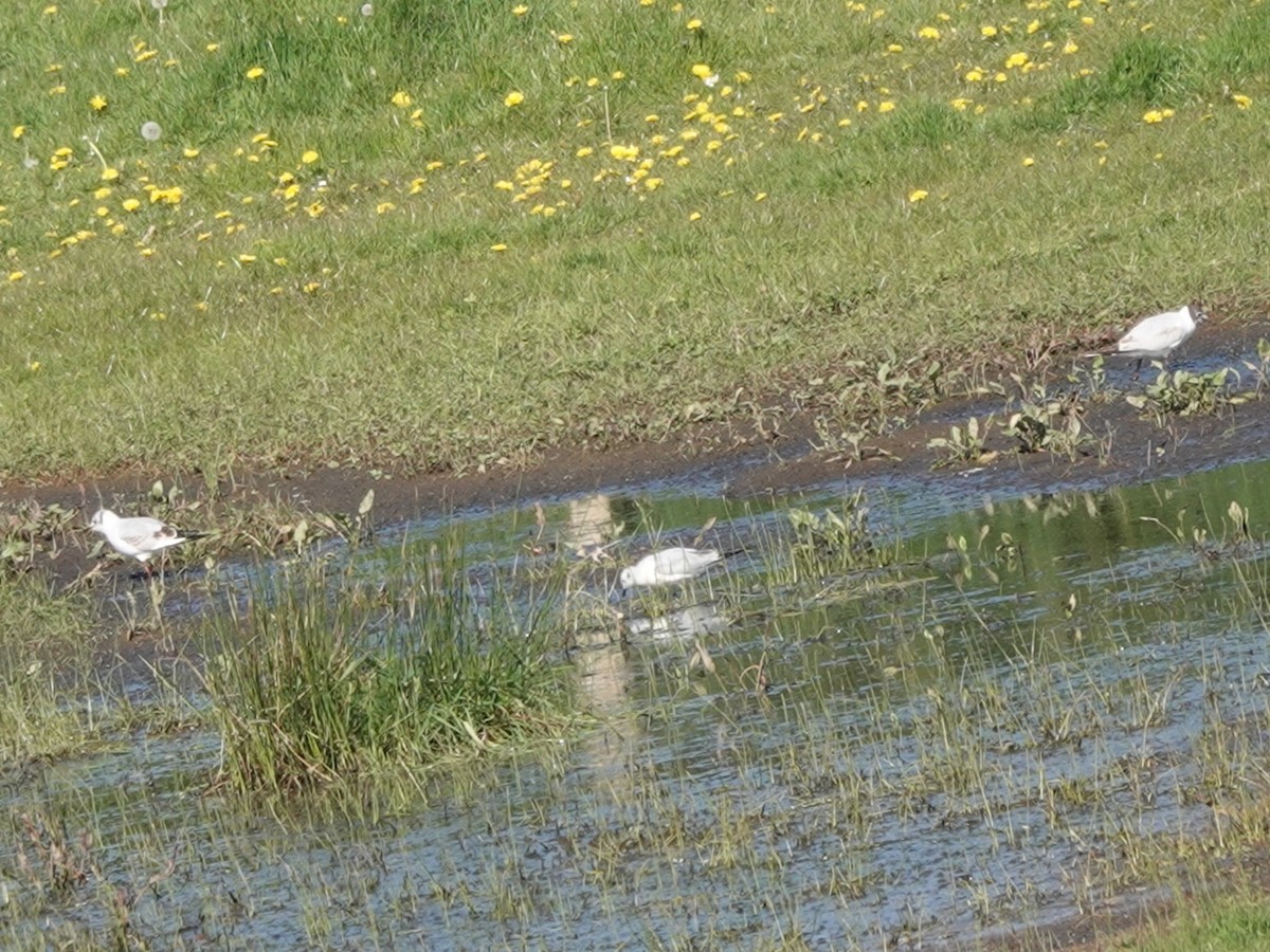 Bonaparte's Gull - ML617576041