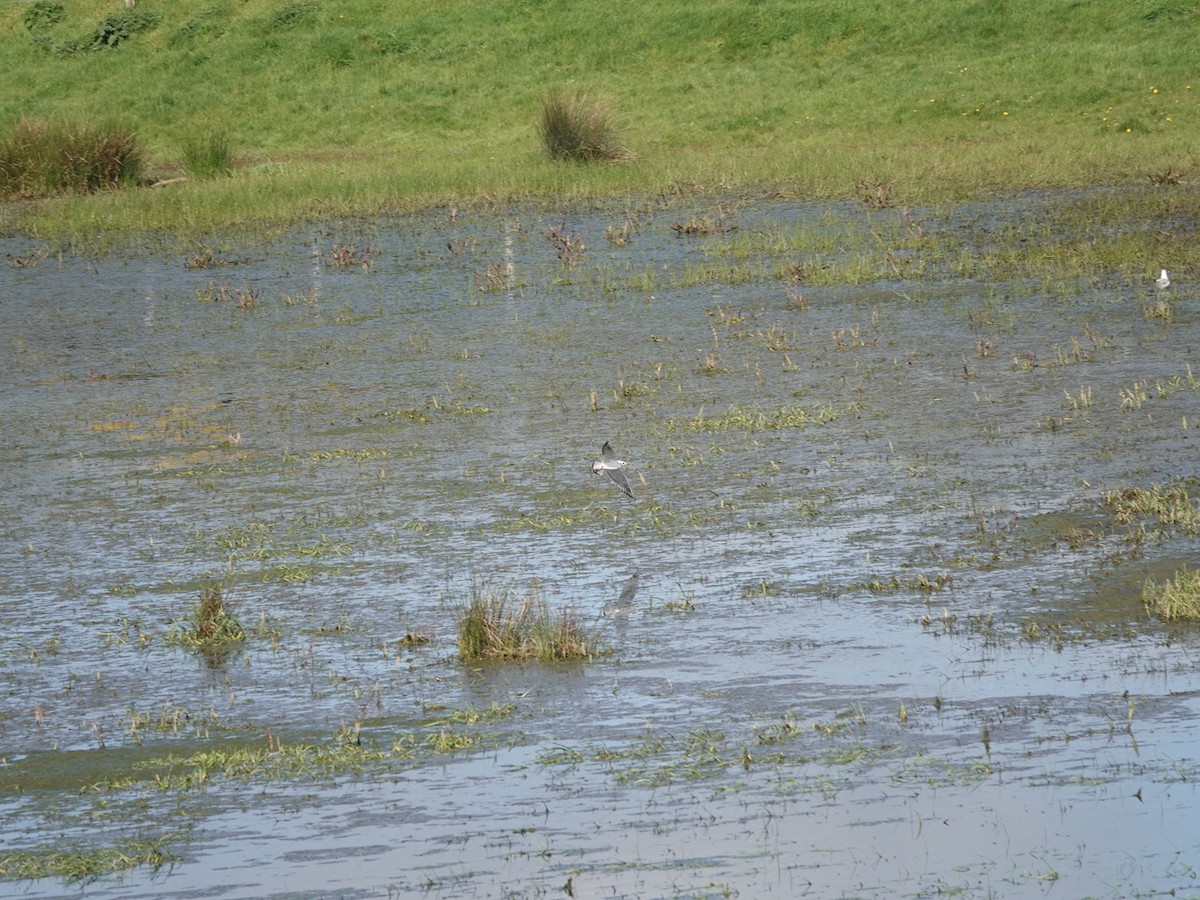 Mouette de Bonaparte - ML617576042