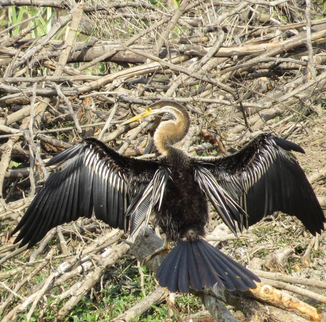 Anhinga Asiática - ML617576046