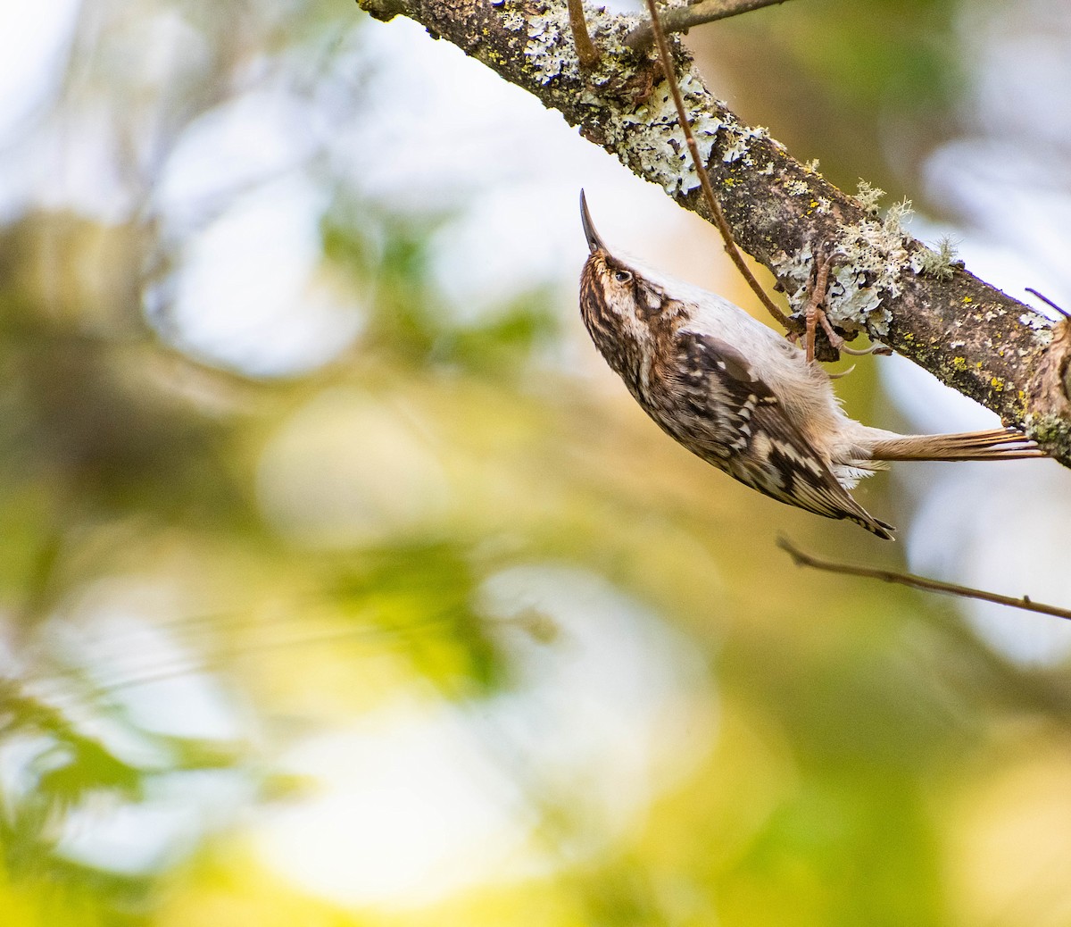 Brown Creeper - ML617576048