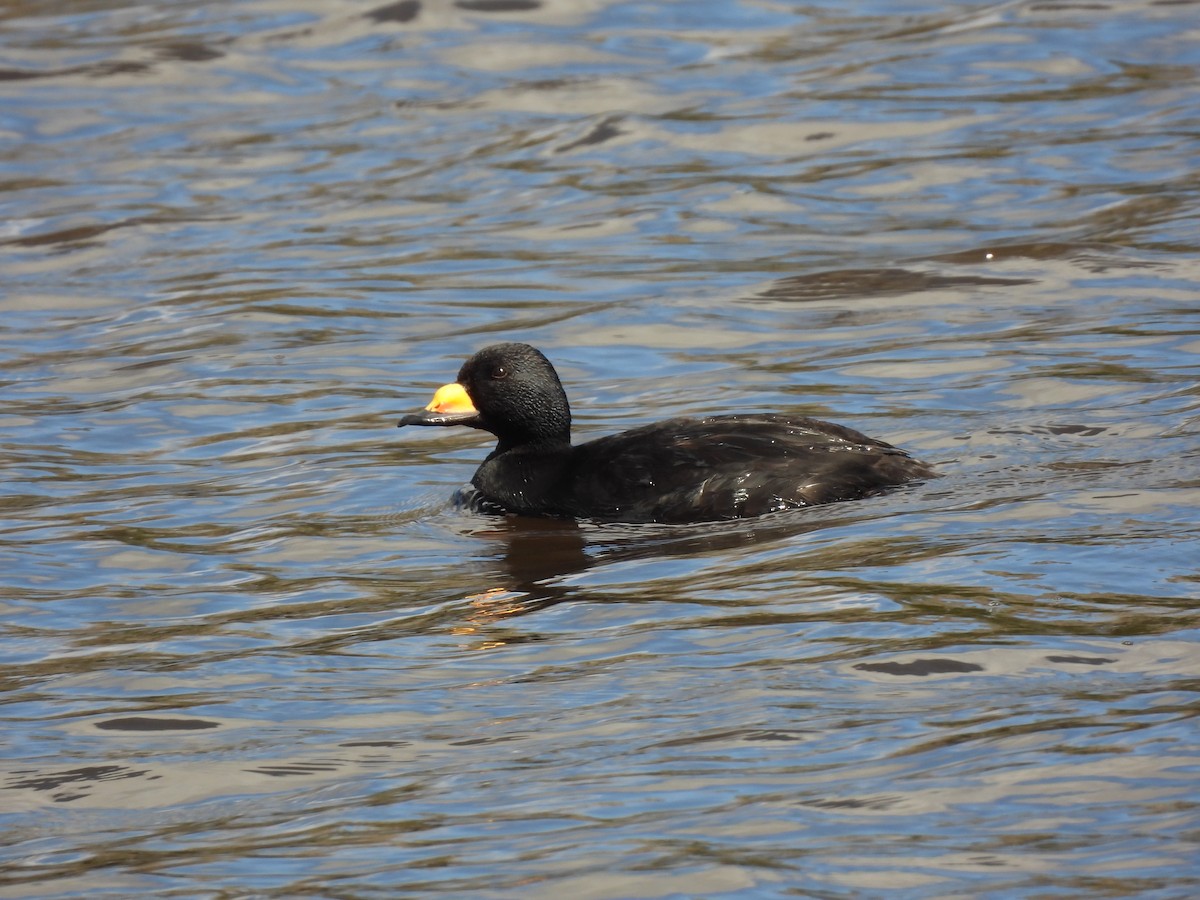 Black Scoter - ML617576053