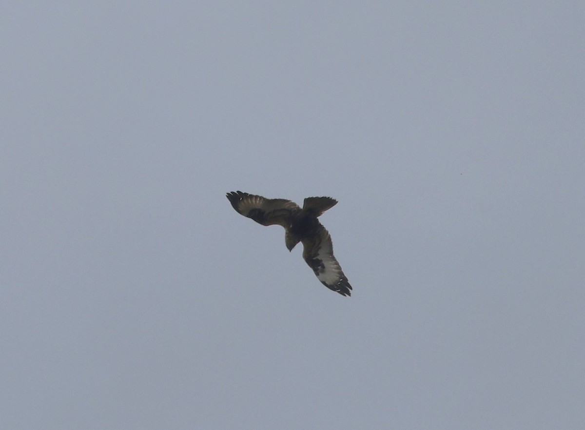 Rough-legged Hawk - Vicky Sroczynski