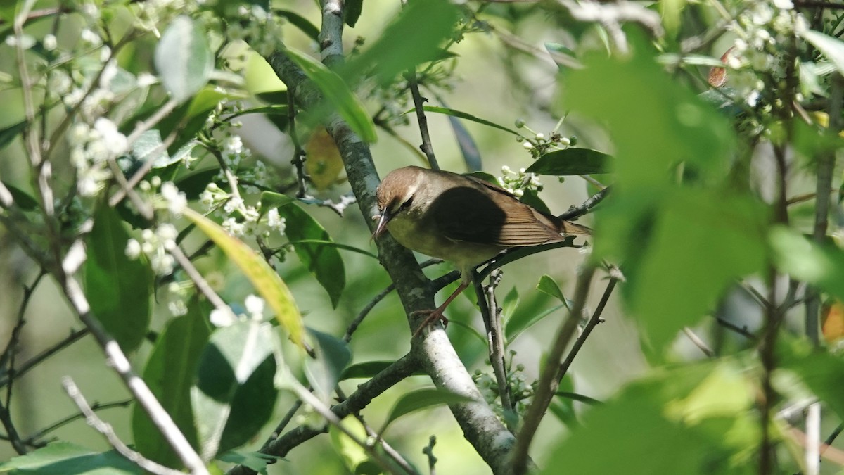 Swainson's Warbler - ML617576139