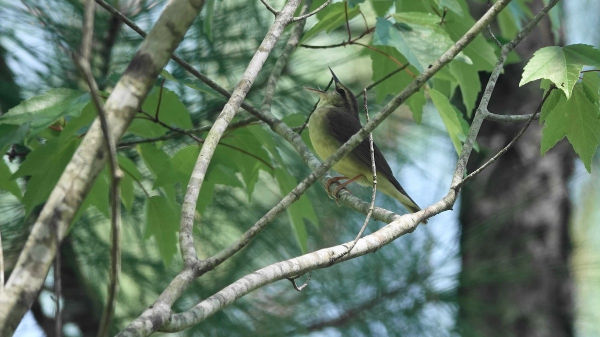 Swainson's Warbler - ML617576150